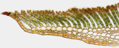Příčný řez částí listu mechu vlhkých stanovišť ploníku obecného (Polytrichum commune). Vlevo je patrná jen několikařadá jednovrstevná čepel, dominující vícevrstevné žebro, na kterém je možné pozorovat množství deskovitých asimilačních lamel (s velkým počtem chloroplastů), zakončených rozšířenou a vykrojenou terminální buňkou. Foto Z. Soldán