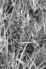 Denní lišaj dlouhozobka svízelová (Macroglossum stellatarum) sající nektar z pětiprstky hustokvěté (Gymnadenia densiflora). Na konci sosáku jsou vidět přichycené balíčky pylu – brylky. Foto J. Jersáková