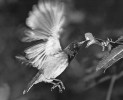 I mimo Ameriku existují silně specia­lizované polinační vztahy ptáků a ornito­filních rostlin. Strdimil kamerunský  (Cyanomitra oritis) při sání nektaru z kvě­tu netýkavky Impatiens sakeriana třepotá podobně jako kolibříci. Foto Š. Janeček
