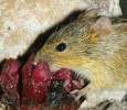 Myš čtyřpruhá (Rhabdomys pumilio) vyhledává nektar parazitické ozorny Cytinus visseri (ozornovité – Rafflesia­ceae). Jižní Afrika. Foto S. D. Johnson. 