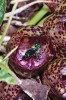 Metalicky zbarvená včela Euglossa subandina se dvěma žlutými balíčky pylu na zádech sbírá předními  končetinami polotekutou vůni ekvádorské orchideje Peristeria ephippium  (Orchidaceae). Foto G. Gerlach