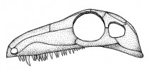 Srovnání typů lebek nejstarších blanatých čtyřnožců – synapsidní lebka s jednou spánkovou jámou (Archaeothyris). Originál M. Chumchalová, upraveno podle různých zdrojů