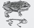 Triadobatrachus – výchozí typ obojživelníka s přímým vztahem k žábám. Originál M. Chumchalová, upraveno podle různých zdrojů
