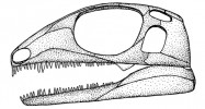 Srovnání typů lebek nejstarších blanatých čtyřnožců – diapsidní lebka se dvěma spánkovými jámami (Petrolacosaurus). Originál M. Chumchalová, upraveno podle různých zdrojů
