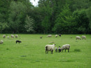 Louky u Bělče nad Orlicí jsou nyní spásány stády ovcí. Foto R. Prausová