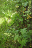 Oměj vlčí mor (Aconitum lycoctonum) z lokality při lesním okraji u pomníku J. A. Komenského v Brandýse nad Orlicí. Foto P. Kovář