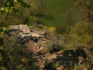 Tařice skalní (Aurinia saxatilis)  na slínovcovém výchozu, Peliny. Foto P. Kovář