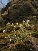 Řeřišničník písečný (Cardaminopsis arenosa) roste dosti hojně ve skalnatém terénu v okolí zříceniny Brandejsek. Foto P. Kovář