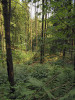 Suťový les nad Tichou Orlicí s měsíčnicí vytrvalou (Lunaria rediviva). Foto P. Kovář