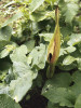 Árón plamatý (Arum maculatum), častý při vlhkém úpatí opukových stěn. Foto P. Kovář