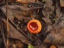Ohnivec rakouský (Sarcoscypha austriaca), vřeckovýtrusná houba z rokle Ostrovského potoka. Foto P. Kovář