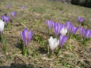 Druhy rodu šafrán (Crocus) jsou příkladem taxonů, kde je herbářovou položku vhodné doplnit fotografií zachycující barvu květů, případně lze použít k určení i fotografie samotné, např. u zvláště chráněných druhů z přírody. Foto J. Chrtek