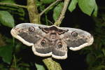  Martináč hrušňový (Saturnium pyri),  rozpětím křídel největší motýl Evropy. Foto A. Martinyová