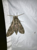  Lišaj svlačcový (Agrius convolvuli)  přilákaný umělým světlem. Foto A. Martinyová