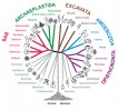 Schematický strom eukaryotických organismů ilustrující rozdělení eukaryot na superskupiny (odlišené barevně) podle nového systému. Postavení šedě označených linií (incertae sedis) zůstává dosud nejasné. Upravil V. Hampl podle: S. Adl a kol. (2012)