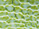 Zelené chloroplasty v buňkách lístku mechu měříku představují primární plastidy vzniklé ze sinice při primární endosymbióze. Jde o charakteristický znak superskupiny Archaeplastida, jeden z mála znaků superskupin, který je snadno představitelný i pro studenty na střední škole. Foto T. Macháček
