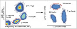 Příklad analýzy cytometrických dat. Pomocí forward a side scatteru jsou  identifikovány lymfocyty (malé leukocyty bez granulí), ty jsou vybrány a dále analyzovány na základě pozitivity pro znaky CD3 (součást T receptorového signalizačního komplexu) a CD19 (typického  znaku B lymfocytů). Upraveno podle: Rapid Novor (www.rapidnovor.com). Kreslila R. Bošková