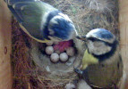 Ukázka záběru z chytré ptačí budky. Předávání potravy mezi samicí a samcem sýkory modřinky (Cyanistes caeruleus). Foto z archivu M. Zárybnické