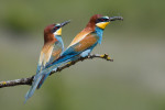 Nově se šířící a silně přibývající vlha pestrá (Merops apiaster). Foto S. Harvančík