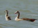 Nejrychleji se šířící invazní druh husice nilská (Alopochen aegyptiaca). Foto S. Harvančík