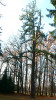 Borovice tuhá (Pinus rigida) je charakteristická neobvyklým větvěním se svazečky jehlic na kmeni i silných větvích. Foto T. Kučera