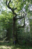 Desítky mohutných dubů letních (Quercus robur) postupně dožívají v přírodní památce Branské doubí. Kdysi to byly pastevní louky se solitérními roztroušenými duby, dnes jsou zarostlé náletovými dřevinami a vysazenými porosty kulturních dřevin. Foto T. Kučera