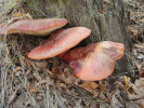 Pstřeň dubový (Fistulina hepatica)  v přírodní památce Branské doubí. Foto T. Kučera