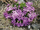 Polštářovitý habitus je charakteristický pro prvosenku nejmenší (Primula minima). Tento druh má nečekaně malý areál, který výrazně nezasahuje mimo střední Evropu. Foto T. Urfus
