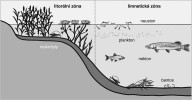 Stojaté vody – základní rozdělení ekosystému (podle osvětlení dna)  a ekologických skupin (podle pohybu a habitatu). Kresba R. Boškové, podle různých zdrojů