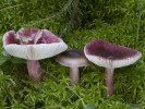 Plodnice holubinky Quéletovy (Russula queletii) rostoucí v přírodě. Foto L. Zíbarová 