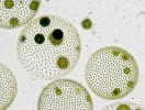 Koloniální zelená řasa rodu  Volvox ve světelném mikroskopu s na­stavením Köhlerova osvětlení. Foto J. Bulantová