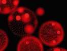 Koloniální zelená řasa rodu  Volvox – zobrazení červené fluorescence chlorofylu v jednotlivých buňkách kolonie ve fluorescenčním mikroskopu. Foto J. Bulantová