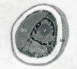 Řasa rodu Chlorella z transmisního elektronového mikroskopu. Na základě hustoty tkáně a tedy i různých odstínů šedé rozlišíme buněčnou stěnu (BS), jádro (J), cytoplazmu (C) a chloroplast (Chl). Foto J. Bulantová