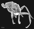 Samec brvušky Dicopomorpha echmepterygis je nejmenší dosud popsaný žijící hmyz na světě. Foto K. Bolte