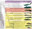 Evoluce obratlovců s důrazem  na bazální paprskoploutvé ryby.  Pro detailnější fylogenezi kostnatých paprskoploutvých ryb (Teleostei)  viz obr. 3 v článku kuléru na str. XCV. Skupiny Protacanthopterygii  a Paracanthopterygii obsahovaly původně jiné řády, nyní bylo jejich složení  přehodnoceno. * Značí linie štítnatců, pancířnatců a trnoploutvých představující sběrné (parafyletické nebo polyfyletické) skupiny fosilních druhů. Fylogenetická pozice některých trnoploutvých není dosud uspokojivě vyřešena,  část z nich bývá řazena blíže k parybám, zatímco jiná část blíže ke kostnatým (Osteichthyes). Čísla odpovídají počtům známých recentních druhů.  Snímky: Z. Musilová, M. Minařík  a M. Petrtýl. Orig. Z. Musilová