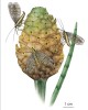 Rekonstrukce opylování naho­semenných rostlin ve středních druho­horách (před 105 miliony let) srpicemi (Mecoptera), které se svým dlouhým sosákem snažily dostat ke sladké tekutině ukryté hluboko v samičích šišticích. Jehličnan rodu Alvinia. Orig M. Parrish