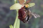 Sameček pískorypky černolesklé (Andrena nigroaenea) při pokusu o kopulaci s květem tořiče pavoukonosného (Ophrys sphegodes). Na čele pískorypky jsou vidět přilepené pylové balíčky  tořiče – brylky. Foto H. F. Paulus