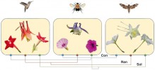 Schéma představuje tři polinační syndromy, u nichž geneticky nepříbuzné taxony rostlin vykazují podobnost květních signálů (barvy, vůně, hloubky květu atd.). Fylogenetické vztahy různých druhů jsou naznačeny ve spodní části obr. Opylování kolibříky, zleva doprava: povijnice dlanitolistá (Ipomoea quamoclit), orlíček kanadský (Aquilegia canadensis), petúnie Petunia exserta; opylování včelami: povijnice pomořská (I. pes-caprae), orlíček A. brevistyla, petúnie P. integrifolia;  opylování nočními motýly: povijnice I. alba, orlíček A. coerulea var. ochroleuca, petúnie P. axillaris. Con – svlačcovité (Convolvulaceae), Ran – pryskyřníkovité (Ranunculaceae), Sol – lilkovité (Solanaceae). Orig. J. Jersáková, upraveno podle:  F. P. Schiestl a S. D. Johnson (2013)