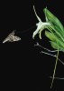 Madagaskarská orchidej Angraecum sesquipedale s ostruhou dlouhou 30 cm, opylovaná místním poddruhem lišaje Morganova (Xanthopan morganii  praedicta). Foto L. T. Wasserthal