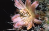 Travařík Upiga virescens  při aktivním přenosu pylu na bliznu  kaktusu rodu Pachycereus Foto J. N. Holland