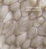 Vícevrstevná pokožka kořene řemenatky tvořící velamen. Tato struktura obsahuje buňky bez živého obsahu (protoplastu) s vyztuženými buněčnými stěnami. Foto A. Soukup