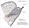 Schéma uspořádání hydatody na hraně listu. Upraveno podle: R. Evert (2006). Orig. A. Soukup