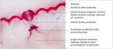 Detail pokožky na příčném řezu listem řemenatky (Clivia). Kutikula na povrchu pokožky je obarvena červeně lipidickým barvivem sudan red 7B. Příčný řez svěracími buňkami průduchu ukazuje vybíhající lišty buněčné stěny, tvořící jeho přední a zadní dvůrek. Tato struktura při zavření průduchu výrazně omezuje výdej vody průduchem – slouží jako „přídavné těsnění“. Další zajímavou modifikací je kutinizace buněčné stěny pod průduchem, která omezuje odpar vody z buněčné stěny listového mezofylu v těsné blízkosti průduchu a tím snižuje transpirační ztráty vody. Nemění ale transport oxidu uhličitého do asimilujících pletiv listu. Foto A. Soukup