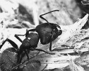 Mravenec pensylvánský (Camponotus pennsylvanicus) je hostitelem sym­biotických bakterií rodu Blochmania. Foto A. B. Lazarus. https://commons.wikimedia.org/wiki/, převzato v souladu s podmínkami využití.