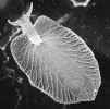 Tělo plže Elysia chlorotica ne náhodou připomíná list rostliny. Funkce  takového tvaru je totiž stejná: zvětšení plochy, na které může probíhat  fotosyntéza. Foto P. Krug. https://www.flickr.com/photos/44919417@N04/5884159357, převzato v souladu s podmínkami využití.