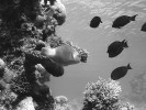 Ekosystém tropických korálových útesů by nevznikl bez symbiózy útesotvorných korálů s mikroskopickými řasami – obrněnkami rodu Symbiodinium. Foto A. Petrusek