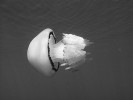 Mladí kranasi obecní (Trachurus trachurus) se s oblibou drží v bezprostřední blízkosti medúzy kořenoústky plicnaté (Rhizostoma pulmo). Foto A. Petrusek