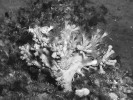 Polypi sasankovce jeskynního (Parazoanthus axinellae) ze Středozemního moře velmi často porůstají mořské houby rodu Axinella; význam této symbiózy pro hostitele je ale nejasný. Foto A. Petrusek