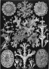 Lišejníky. Kunstformen der Natur (1904), tabule 83. Orig. E. Haeckel. Převzato z Wikimedia Commons  v souladu s podmínkami využití