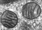 Mitochondrie z plicních buněk savců (snímek z transmisního elektronového mikroskopu). Mitochondrie jsou semiauto­nomní organely eukaryot, které vznikly ze symbiotické alfaproteobakterie.  Foto L. Howard, převzato v souladu s podmínkami využití